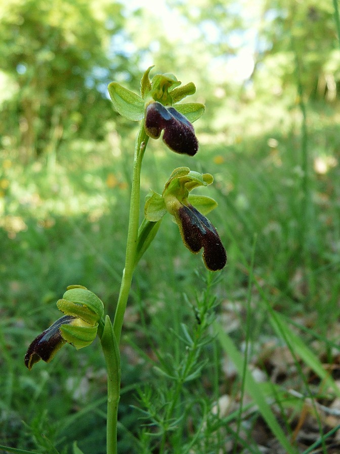 Ophrys fusca